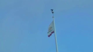 Crow Lands on Flag in High WInd (SF - Oct. 2015)