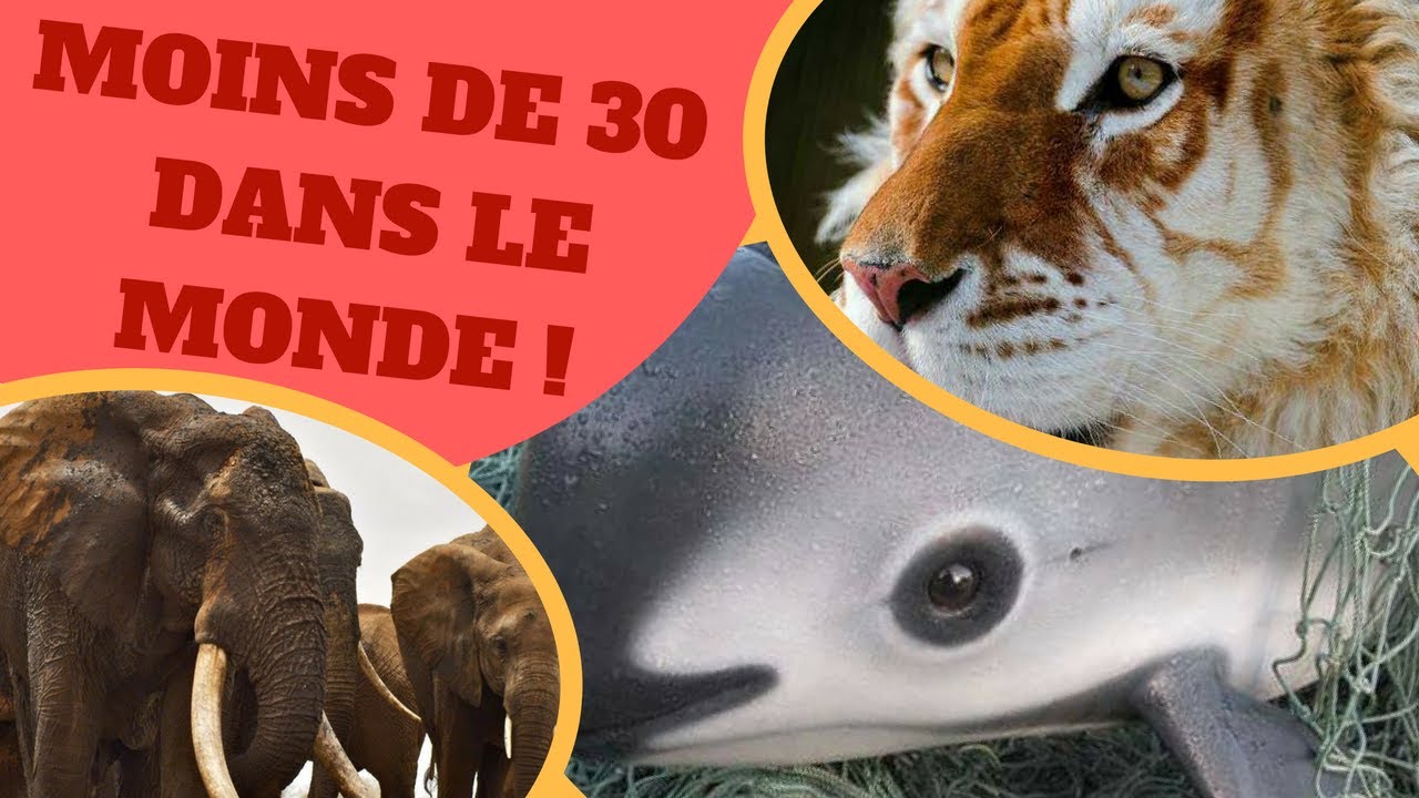 5 MAGNIFIQUES ANIMAUX dont il reste moins de 30 INDIVIDUS