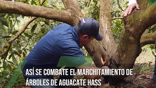 Así se combate el marchitamiento de árboles de aguacate hass TvAgro por Juan Gonzalo Angel Restrepo