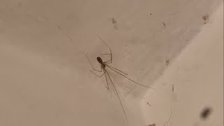 Cellar spider hunt 2