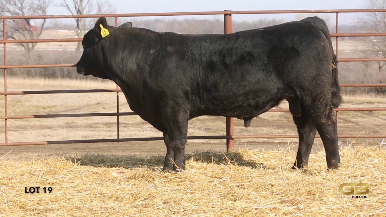 Lot 19 Gold Bullion Group YouTube