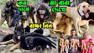 New Dog Kennel In Village। German Shepherd & Labrador Home Breed Puppies Sell Low Price।