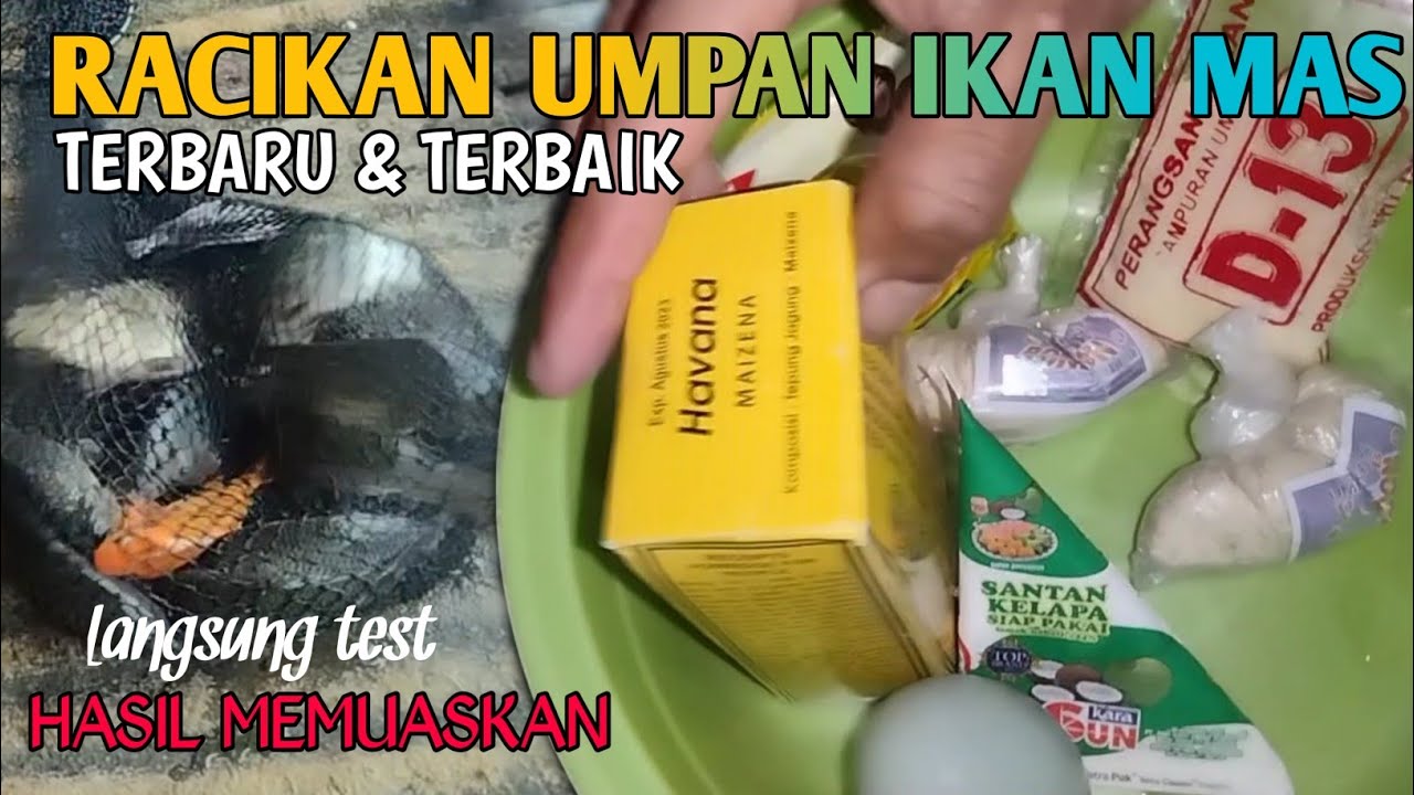 AMPUH DI SEGALA KONDISI AIR & CUACA🔴 RACIKAN UMPAN IKAN MAS TERBARU & TERBAIK SAAT INI
