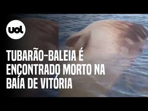 Carcaça de tubarão-baleia de 12 toneladas é encontrada na Baía de Vitória