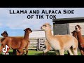 Llama AND Alpaca Side of Tik Tok