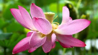 脆  弱 -呂方 -2014-05-植物園-雨荷(二)