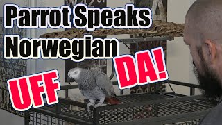 Parrot Speaks Norwegian - UFF DA - Funny Talking Bird #talkingbird