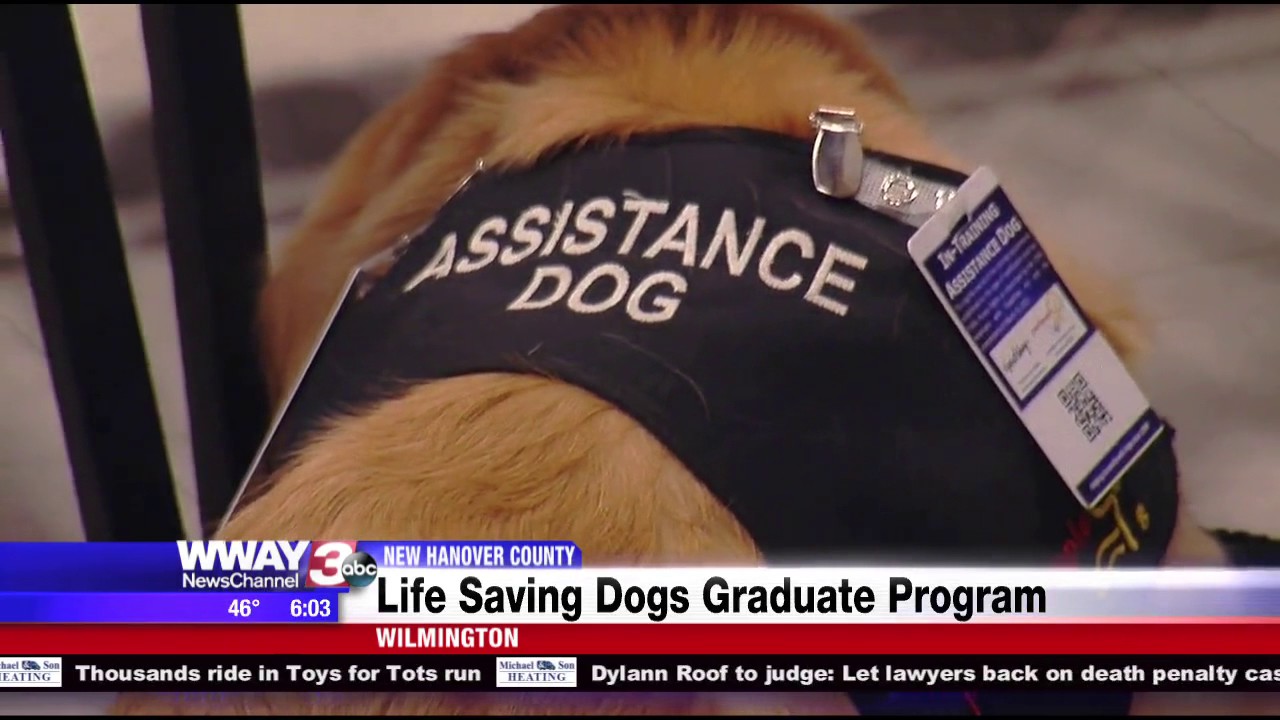 'Life saving' dogs graduate paws4people program YouTube