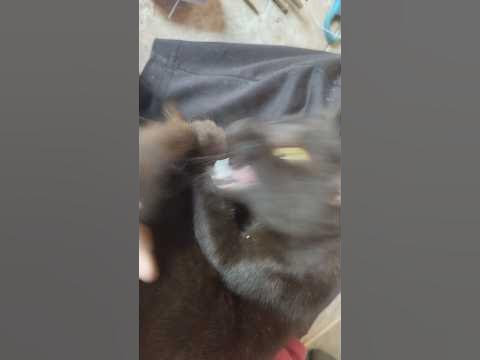 my tail is my enemy ️ ekor kucing lucu #shortvideo #cutecat - YouTube