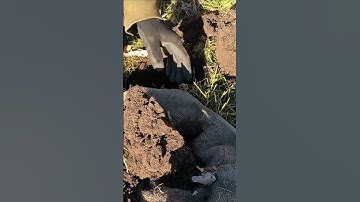 DEEP SILVER! Signals Like This You Should Dig! #etrac #metaldetecting