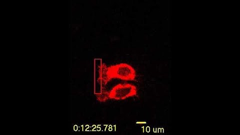 Light control of cell migration
