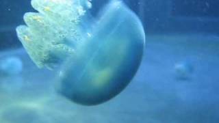 Blue Jellyfish