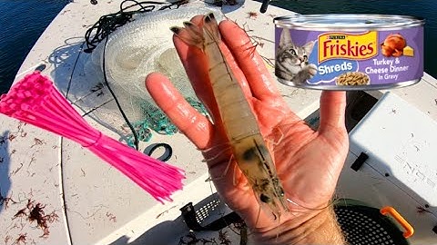 Castnet Catfood and Zip-Ties for Huge Shrimp!