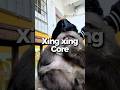 Xing xing is a star