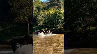 Elephant herd crossing the river while playing in the water 🐘 #animals #shorts