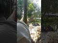 Masamba Masamba