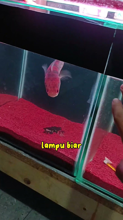 4 Cara Membuat Ikan Channa kamu jadi Jelek