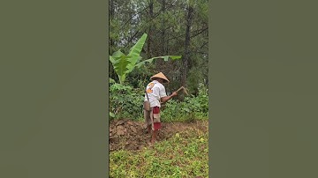 a simple way to work a small rice field with a simple hoe #shorts