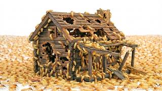 1000 Termites vs. House