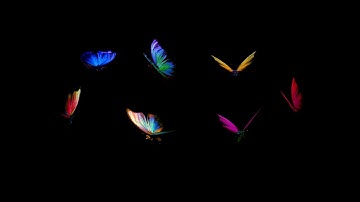 Rainbow Butterflies - Small Swarm - Flying Loop