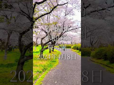 雨が降って散ってしまう前に　満開桜　名古屋市平和公園櫻の園