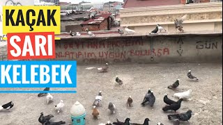 Kaçak Sari Kelebek Geldi̇ İndi̇ Ama Çok Hasta Kuşu Ne Yaptik?