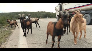 Les chèvres du Rove, des chèvres sauvages au bord des routes