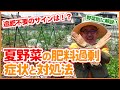 夏野菜栽培で絶対マスターしたい！家庭菜園や農園できゅうり・ナス・ピーマン・トマトの追肥や肥料過剰の症状を解説！/ Excessive fertilizer for summer vegetables