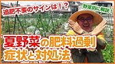 トマト 水やり 追肥サイン 病害虫対策 Youtube トマト 水やり 追肥サイン 病害虫対策 Youtube