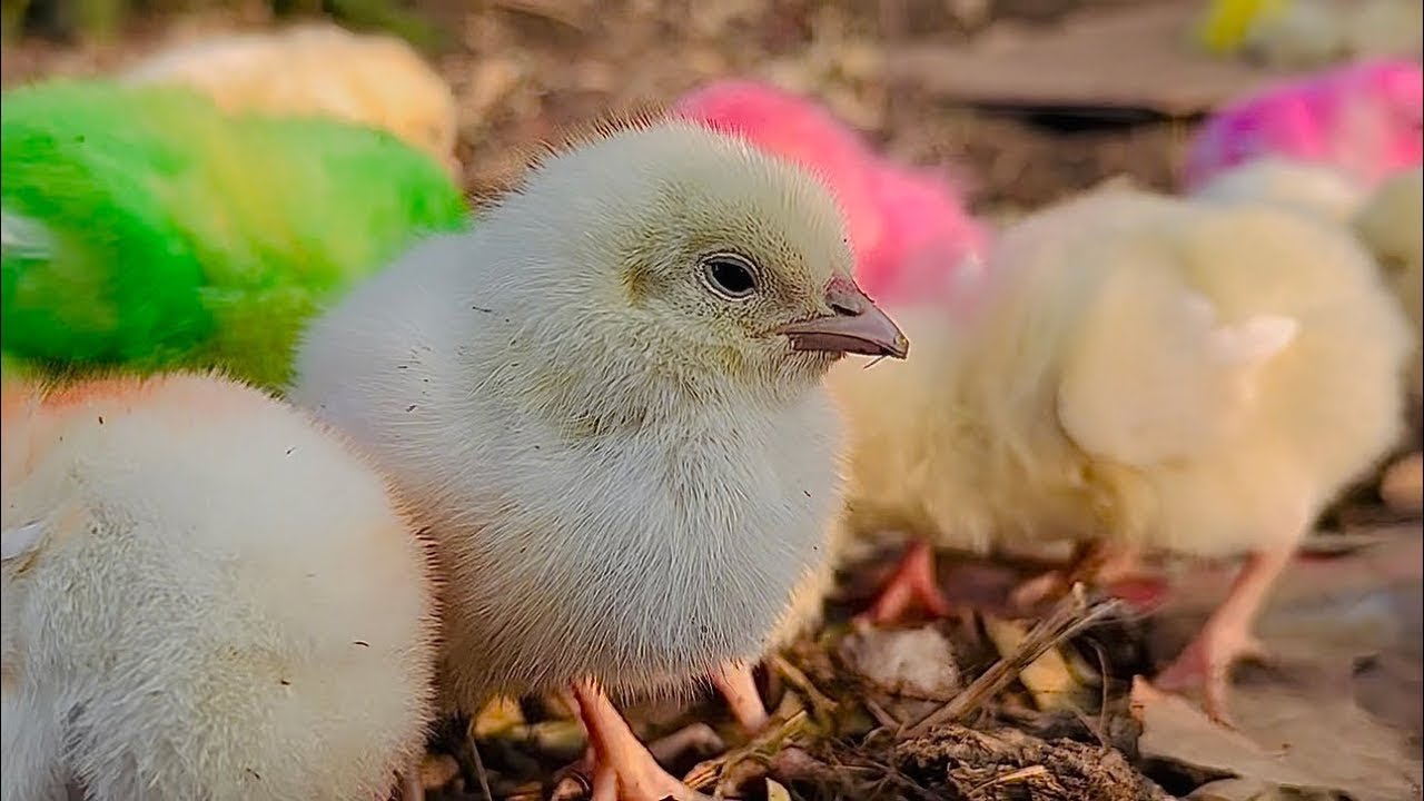 Colorful Baby Chicks ASMR 🐥 | Cute Peeping Sounds | Relaxing Farm ASMR