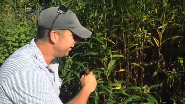 June Prune! Swamp Sunflowers at Tiedemann Park and...