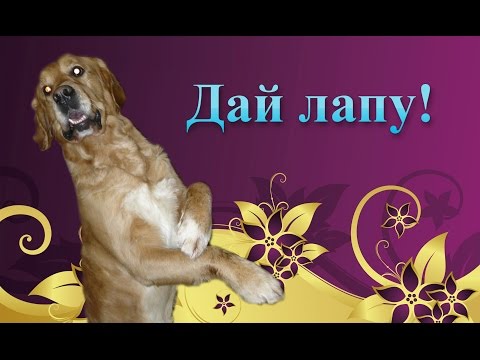 Дрессировка собаки. Команда: Дай лапу!