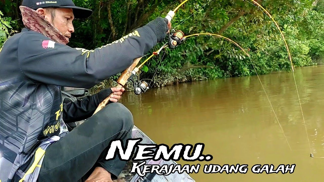 Kewalahan❗️penghuninya banyak,,cuma satu titik spot dapat berkilo kilo size udang besar²