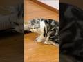 Catty is searching something  #cat #catvideos #animalvideos #animals #Catty