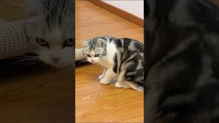 Catty is searching something  #cat #catvideos #animalvideos #animals #Catty
