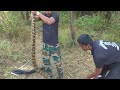 क्या अजगर सांप आदमी को निगल सकता है..? | Snake Released into the forest from Ahmednagar