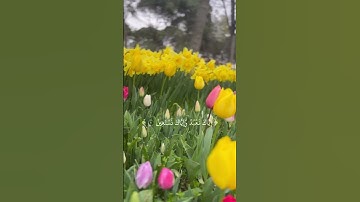 اهْدِنَا الصِّرَاطَ الْمُسْتَقِيمَ [سورة الفاتحة:6]. #بسم_الله_الرحمن_الرحيم #islam #ماهر_المعيقلي