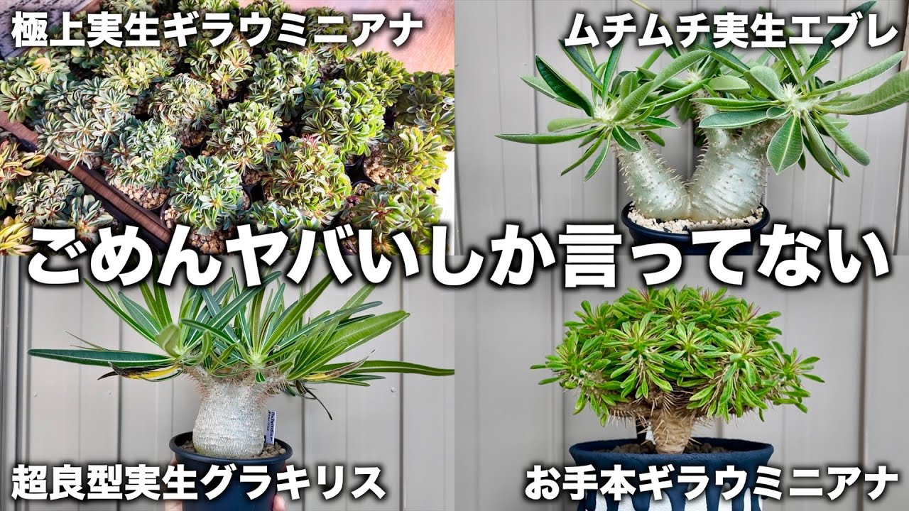 【塊根植物】456さんの室内管理株とベランダ管理株が本当に素晴らしかった｜456ハウス後編