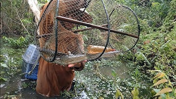 Thăm Lờ Dính Ổ Cá Lóc Đồng Khủng & Ổ Cá Trê Lai Ruộng @TámCáVlog1979 