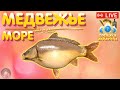 Медвежье и Море 🔥 Розыгрыш ПРЕМОВ 🔥 Рулетка 🔥 Турниры 🔥 Русская Рыбалка 4 стрим рр4 #893