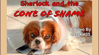 Sherlock And The Cone Of Shame