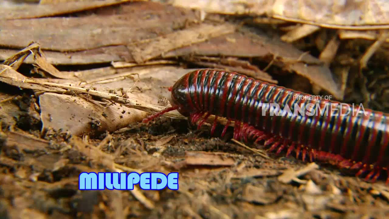 SI OTAN | SI KAKI BANYAK  (04/01/18) 3-3