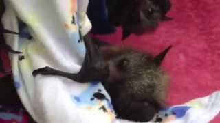 Cute orphan bat being himself:  this is Sos