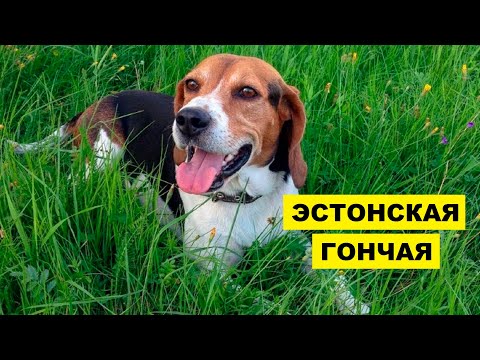 Эстонская гончая описание плюсы и минусы породы | Собаководство | Порода собак Эстонская гончая