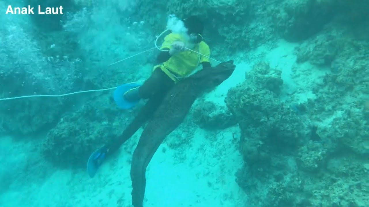 Menembak belut yang sangat besar beratnya sampai 17kg