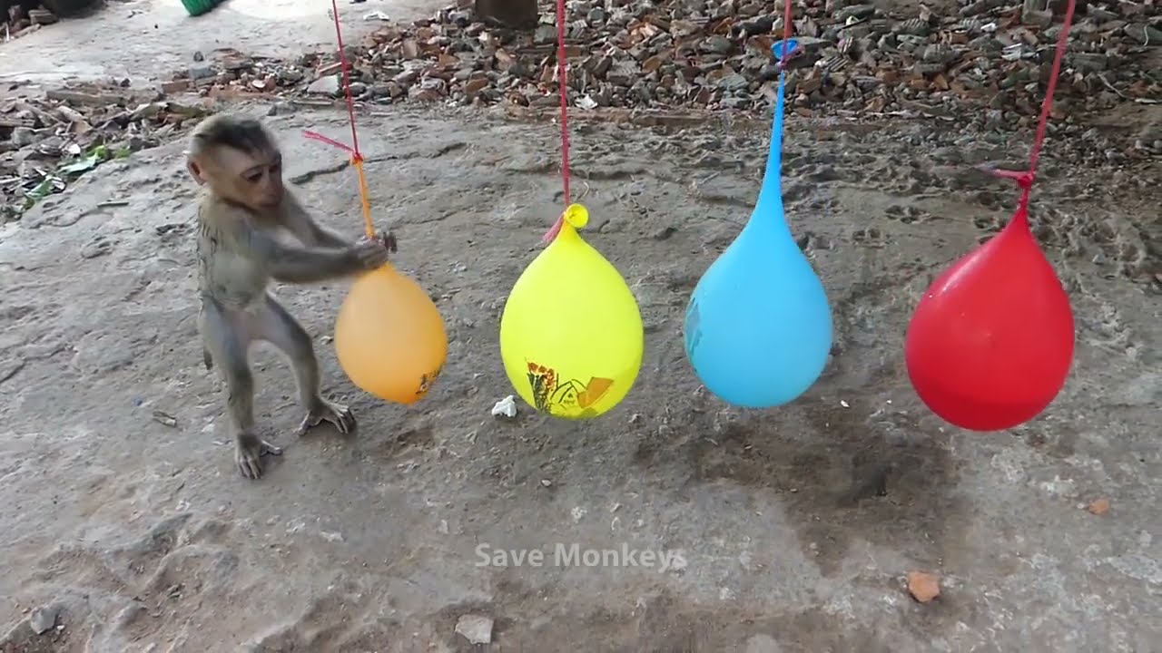 Surprise Tiny Baby Monkey Va learning to play colors with water Ballons & Explod