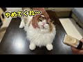 愛猫の毛を飼い主が初めてカットしたらこんな感じになりました