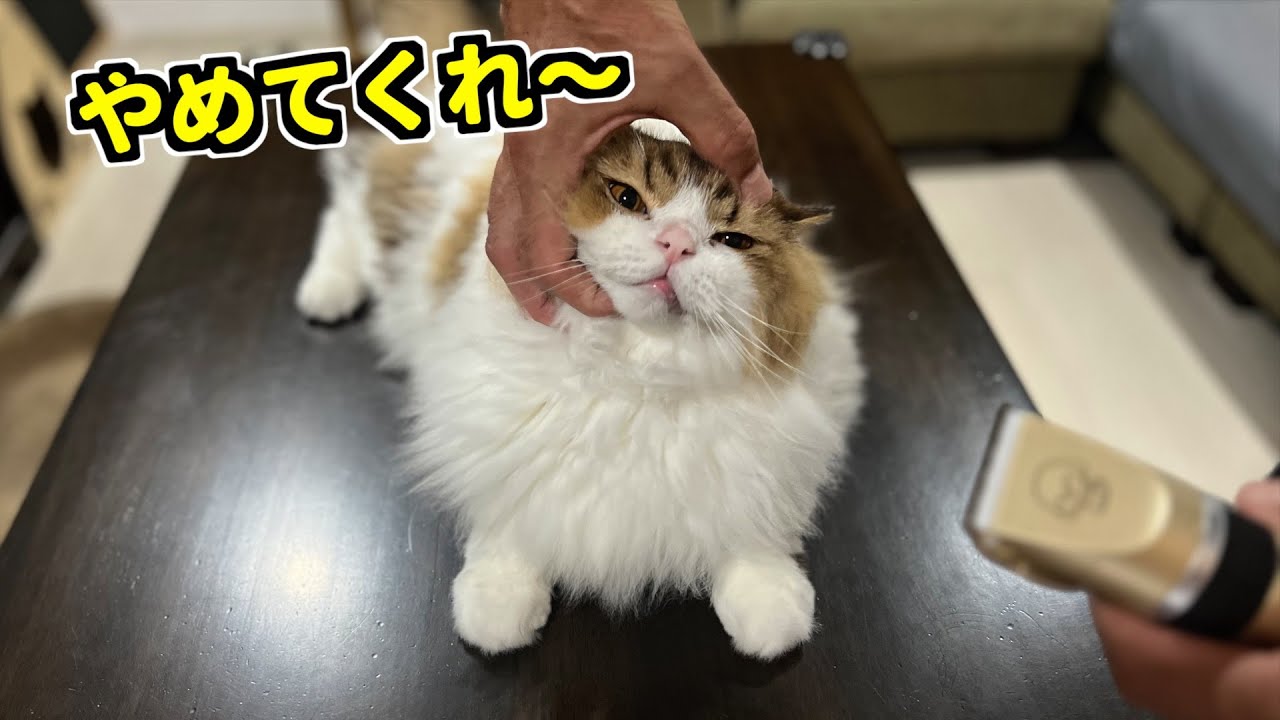 愛猫の毛を飼い主が初めてカットしたらこんな感じになりました