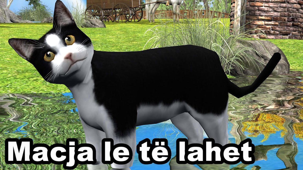 MACJA LE TE LAHET - Kenge per femije - Swimming Cat, Song for children by Studio "Çamarroket"