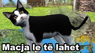 MACJA LE TE LAHET - Kenge per femije - Swimming Cat, Song for children by Studio \